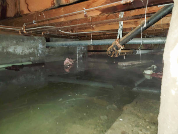 Best Mold removal after water damage  in Philippi, WV